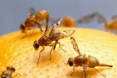 Dealing with Fruit Flies