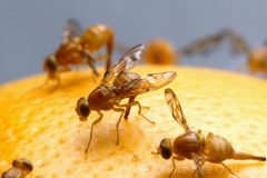 sn-fruitflies