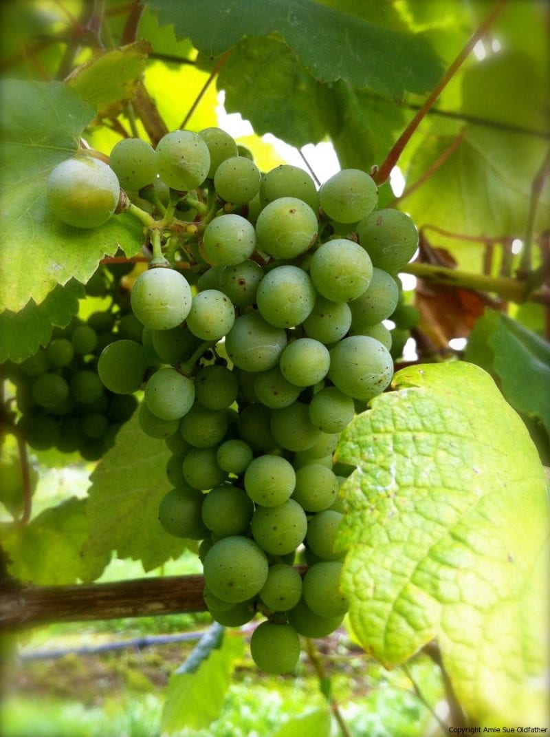 grapes