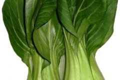 BabyBokChoy