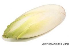 Belgian Endive
