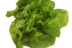 Bibb lettuce
