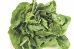 Boston Lettuce