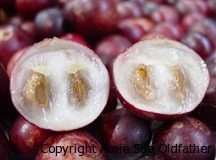 CamuCamu image