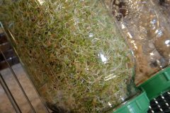 Fresh young clover sprouts