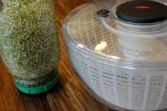 Clover sprouts
