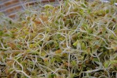 Clover Sprouts