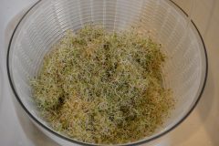 Clover sprouts