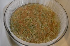 Clover Sprouts