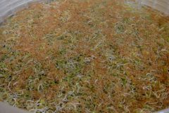 Clover Sprouts