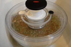Clover Sprouts
