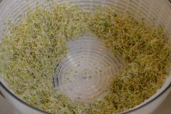 Clover Sprouts  - spun them dry