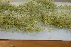 Clover sprouts - drying in the air to get more chlorophyll
