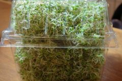 Clover Sprouts