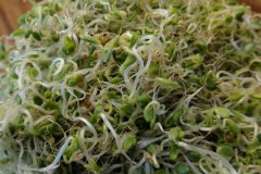 Clover Sprouts