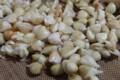 Buckwheat Grout sprouts