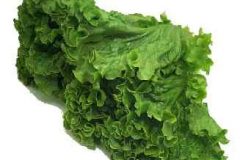 greenleaflettuce