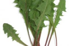 greens_dandelion