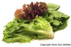 lettucegroup