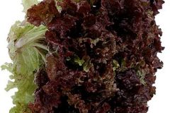 rubyred_lettuce_lg