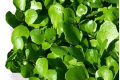 watercress
