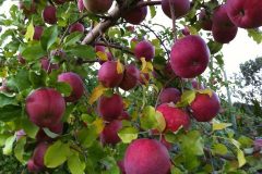 apples