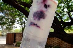 yogurt-berry-pops1