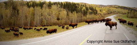 Herd-of-Bison