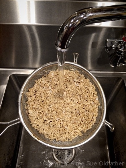 _Sprouting-Hulless-Oats4