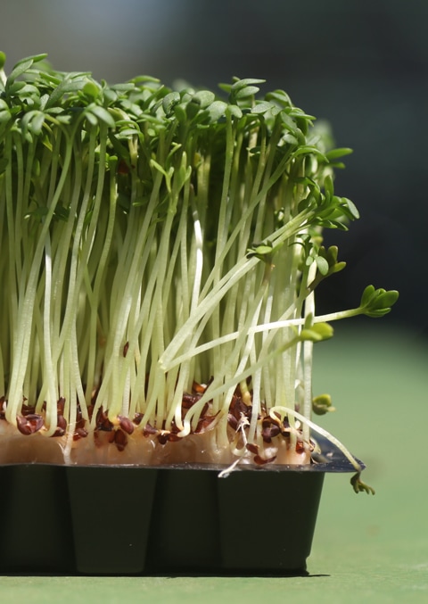 Raw Food Diet
