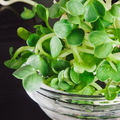Raw Food Diet - grow clover seed sprouts