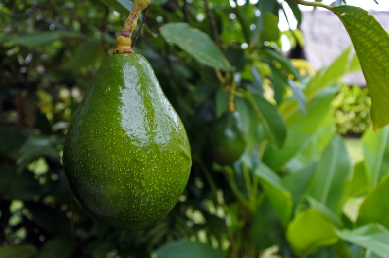 Selecting, Ripening and Freezing Avocados