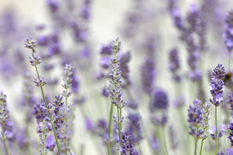 close-up-of-lavender-buds