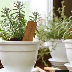 lavendar-pot