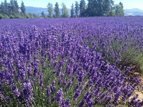 lavender field in Hood River Oregon