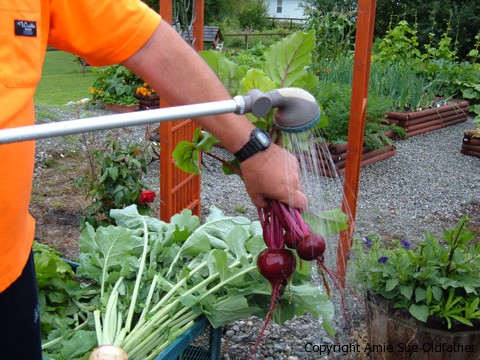 Washing The Fresh Veggies at the garden