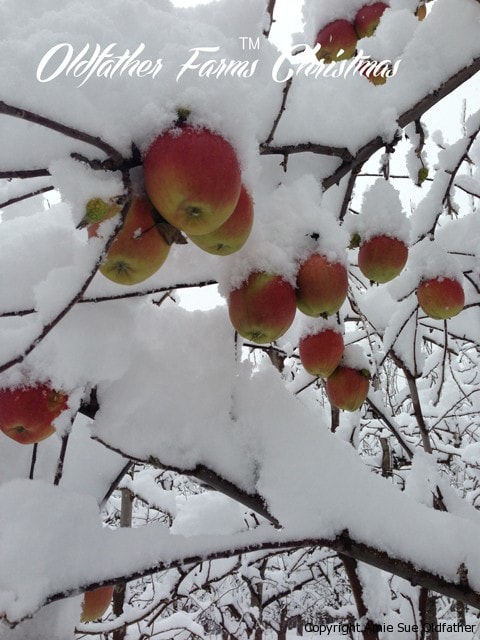 picking apples in the middle of winter