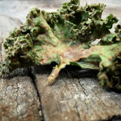 Gingerbread Kale Chips (raw, vegan, gluten-free)