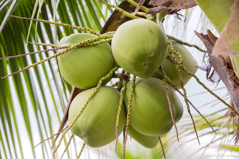 young-Thai-coconut-on-tree
