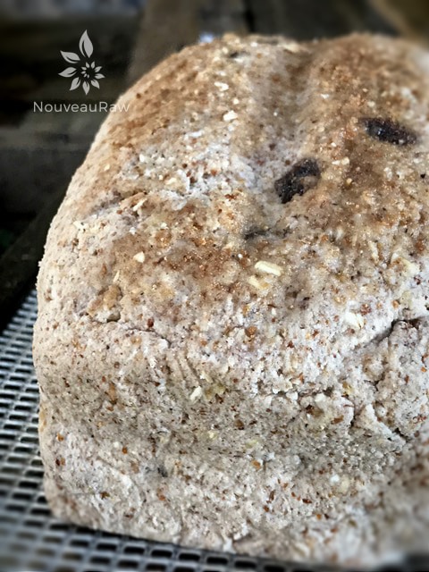 a close up of raw vegan gluten-free Sunday Morning Bread on a dehydrator tray
