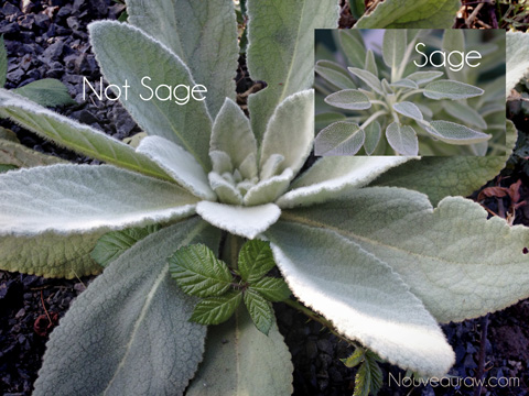 sage plant