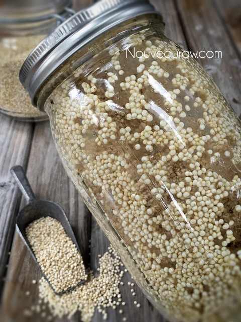 sprouting quinoa