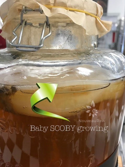 With each new batch of Kombucha, a new baby SCOBY will form. This is healthy!