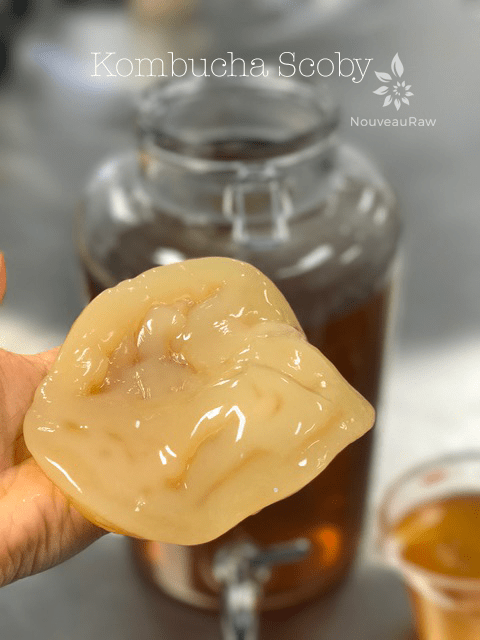 holding a Kombucha SCOBY up so you can get a good view of what they look like