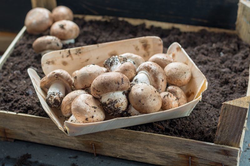 Champignon-mushrooms-in-dirt