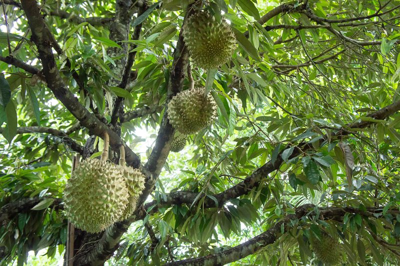 Durian-growing-on-trees