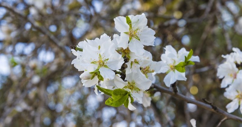 almond-blooms-on-trees
