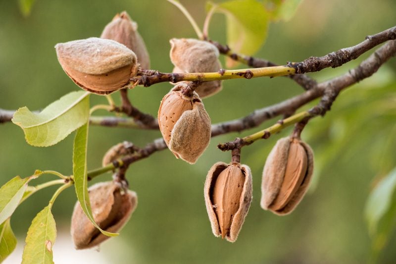 almonds-maturing-on-a-tree