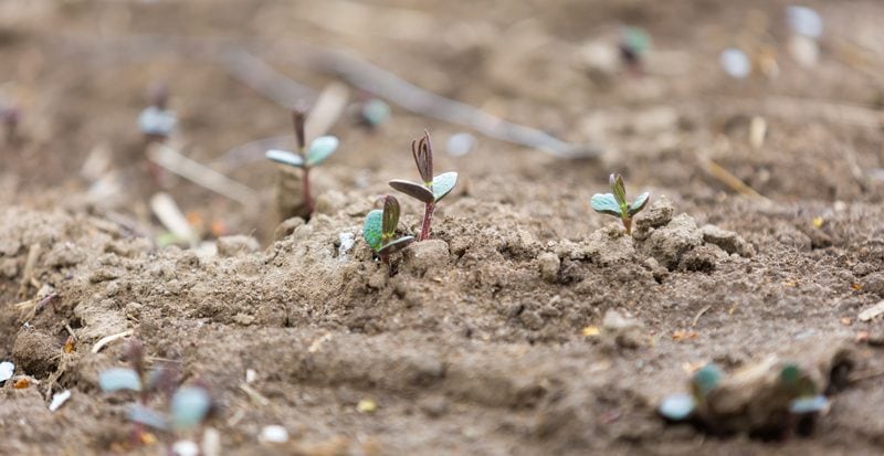 buckwheat-growing-in-dirt