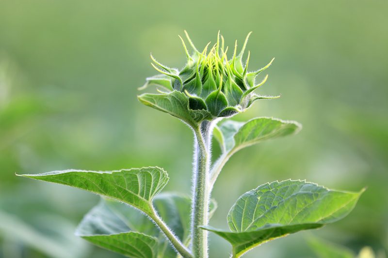 budding-sunflower-in-field